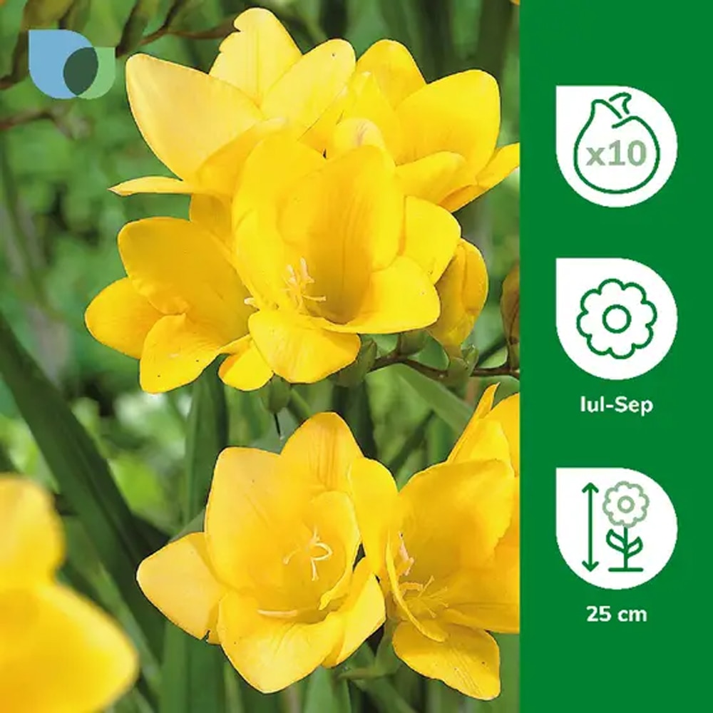 Bulb Freesia, galben