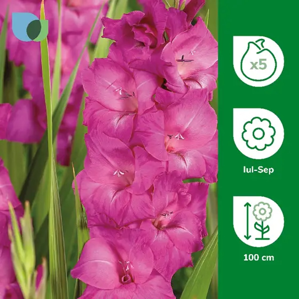 Bulb Gladiola Fidelo, roz