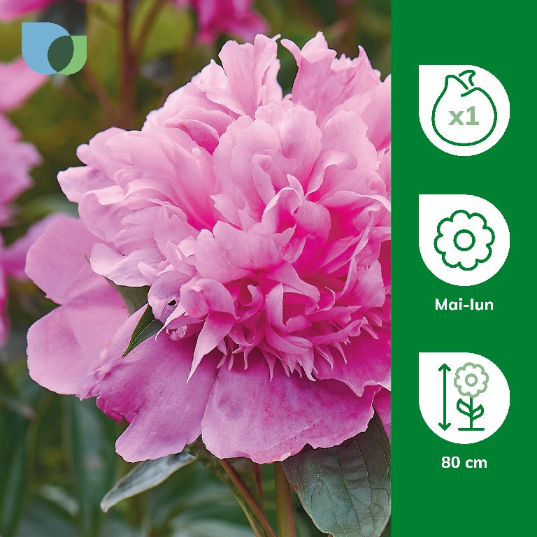 Bulb VERVE Bujor Miss Eckhardt, roz