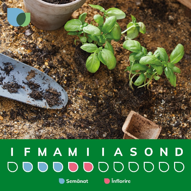 Bulb VERVE Bujor Miss Eckhardt, roz