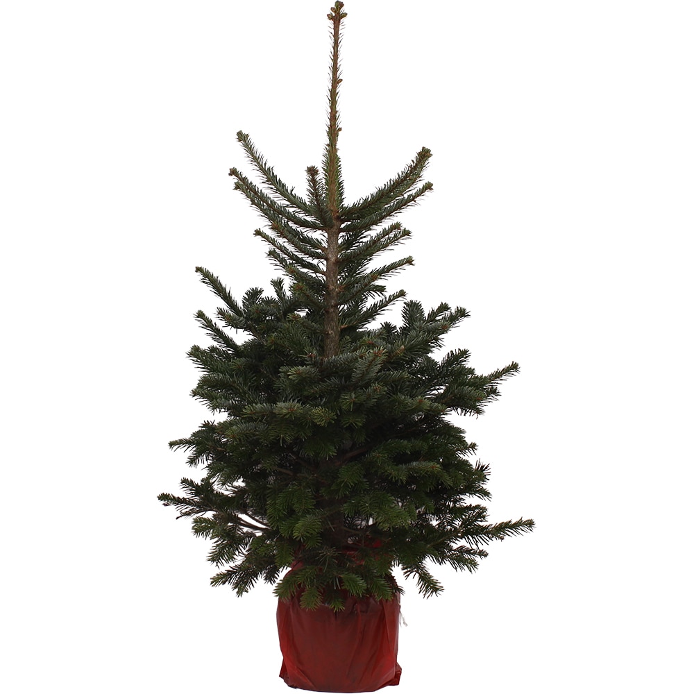 Brad natural crescut in ghiveci, Normandian, 175 - 200 cm