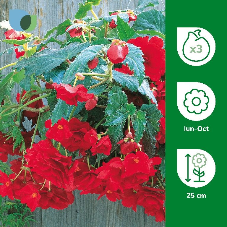 Bulb Begonia Cascading, rosu