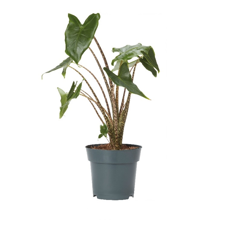 Planta Alocasia Zebrina, ghiveci inclus, D17, verde