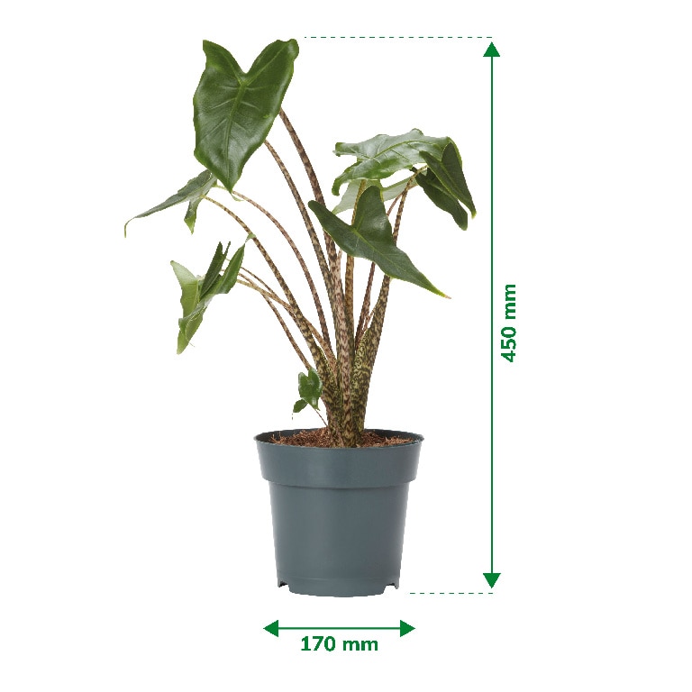 Planta Alocasia Zebrina, ghiveci inclus, D17, verde