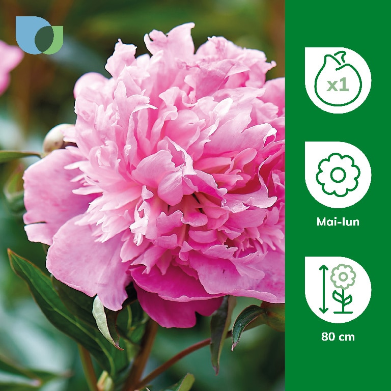 Bulb Bujor Monsier Jules Elie