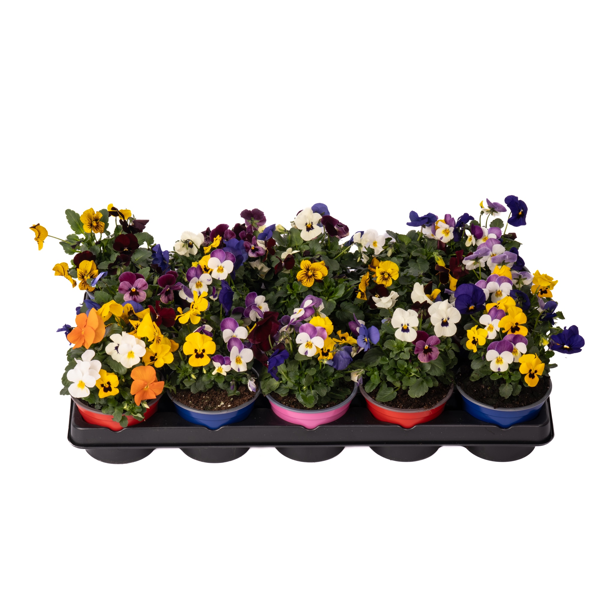 Viola Multicolor D13 Cm