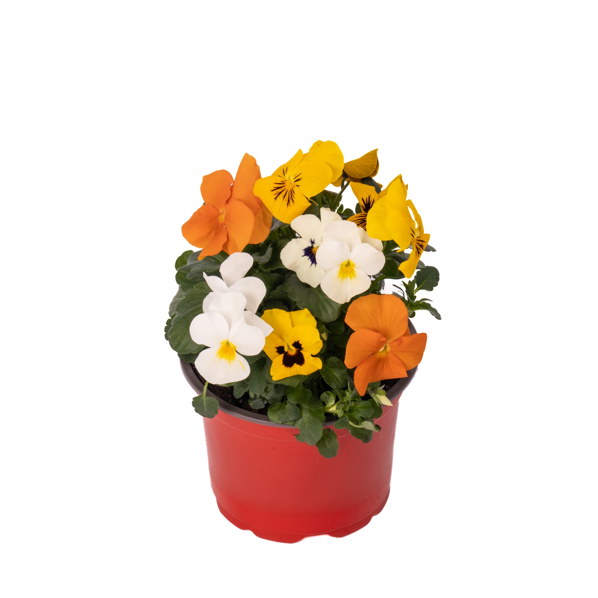 Viola Multicolor D13 Cm
