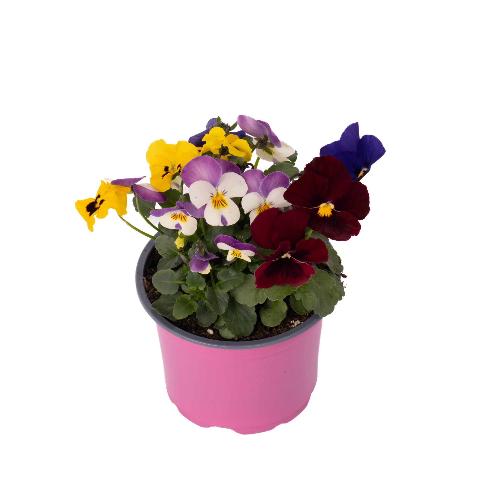 Viola Multicolor D13 Cm
