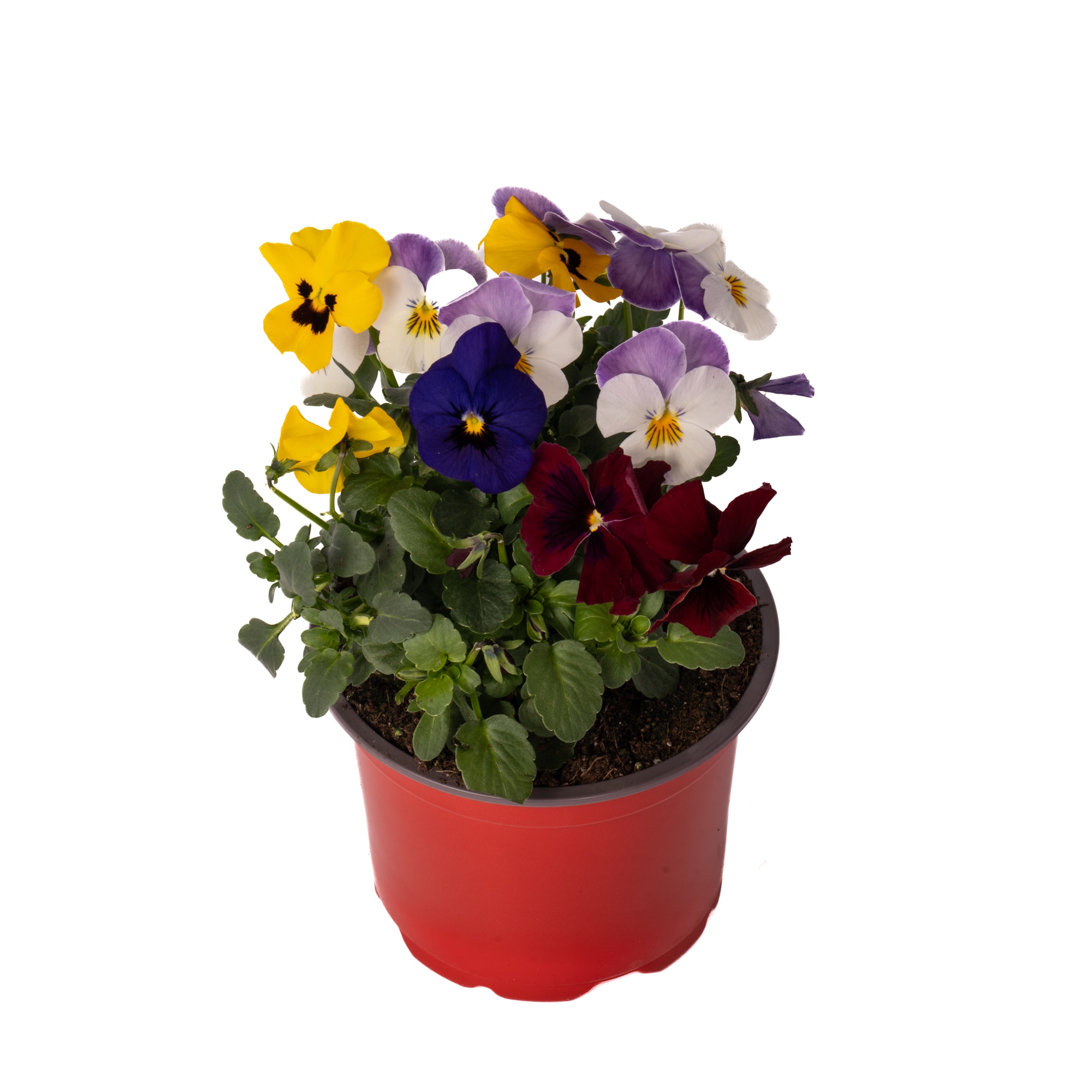 Viola Multicolor D13 Cm