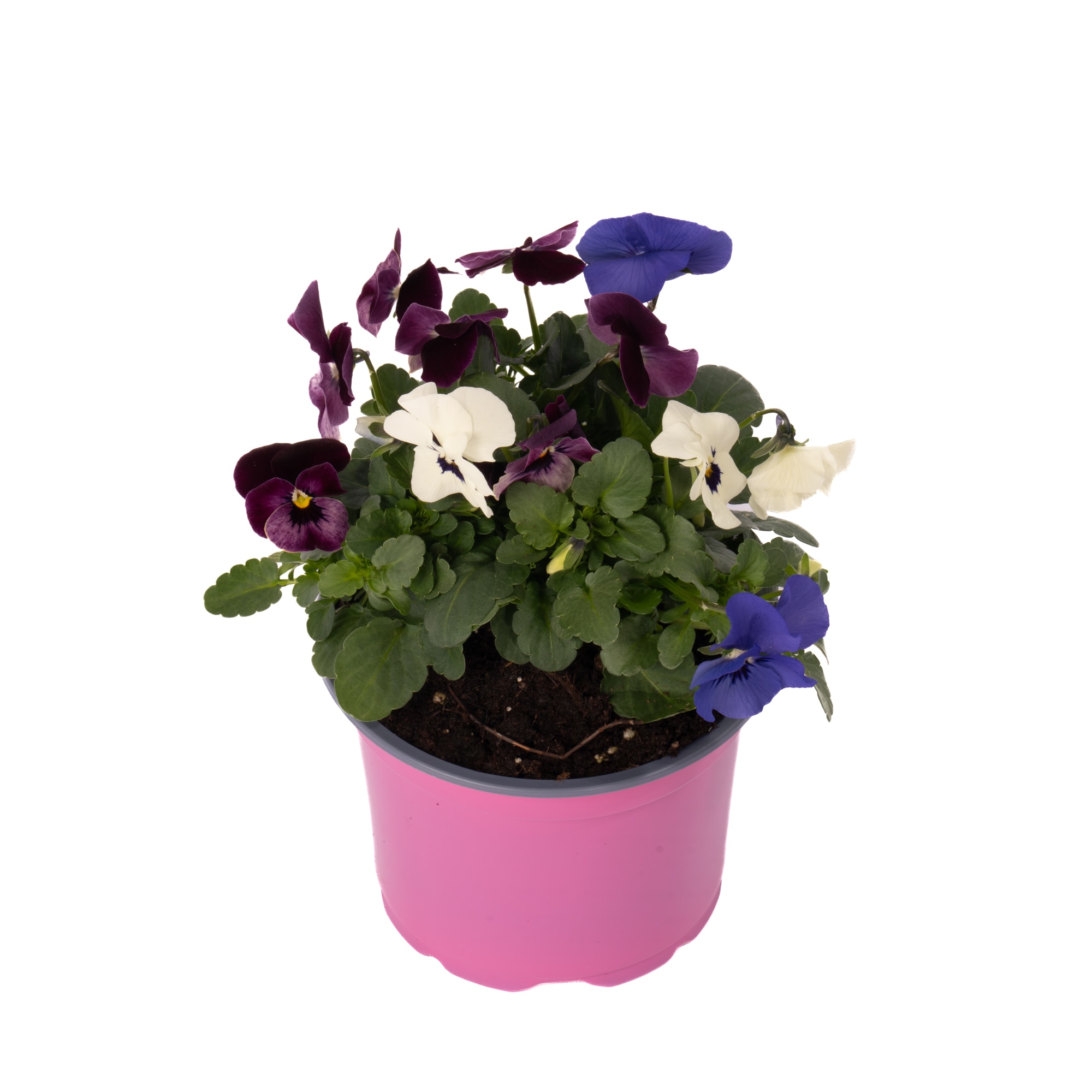 Viola Multicolor D13 Cm