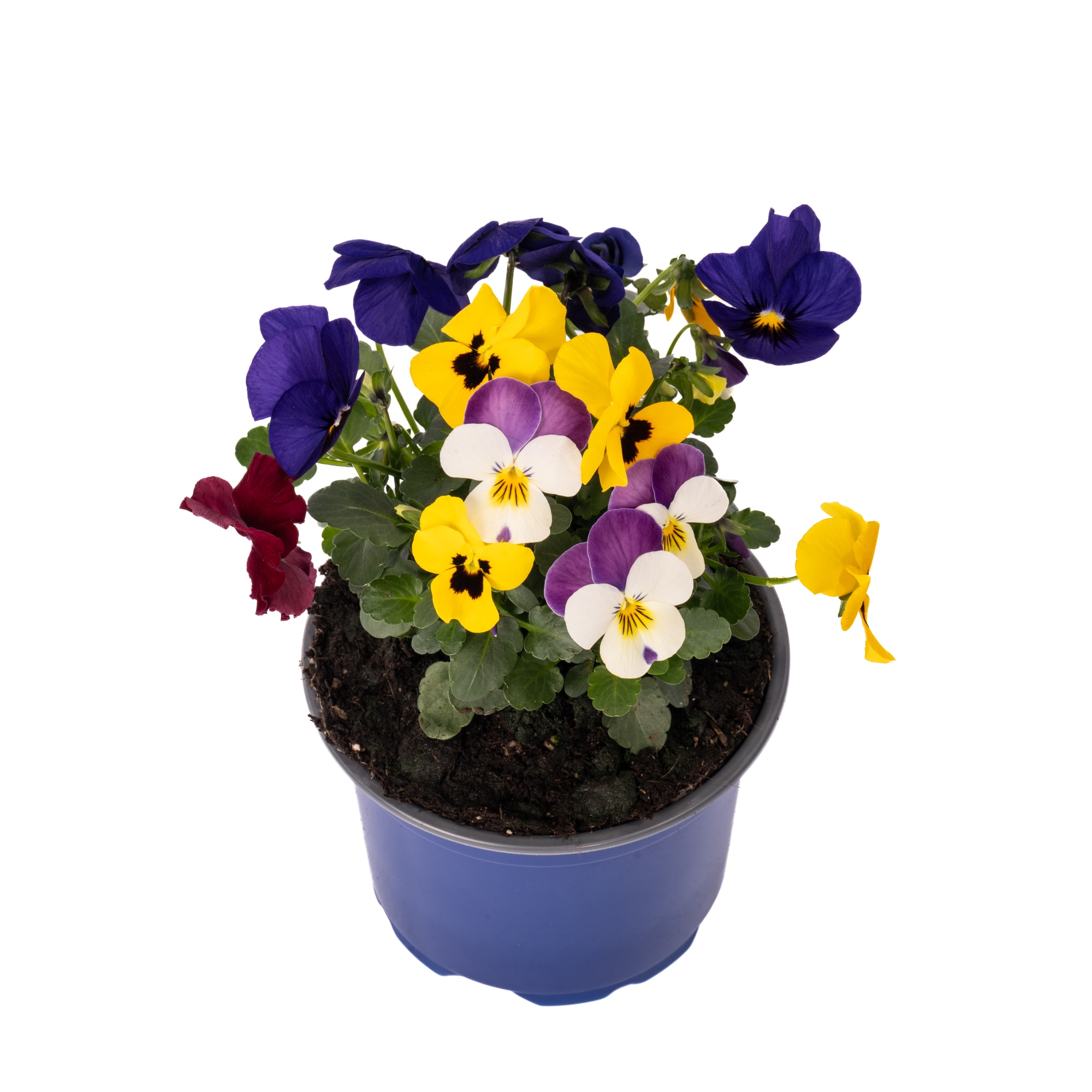 Viola Multicolor D13 Cm