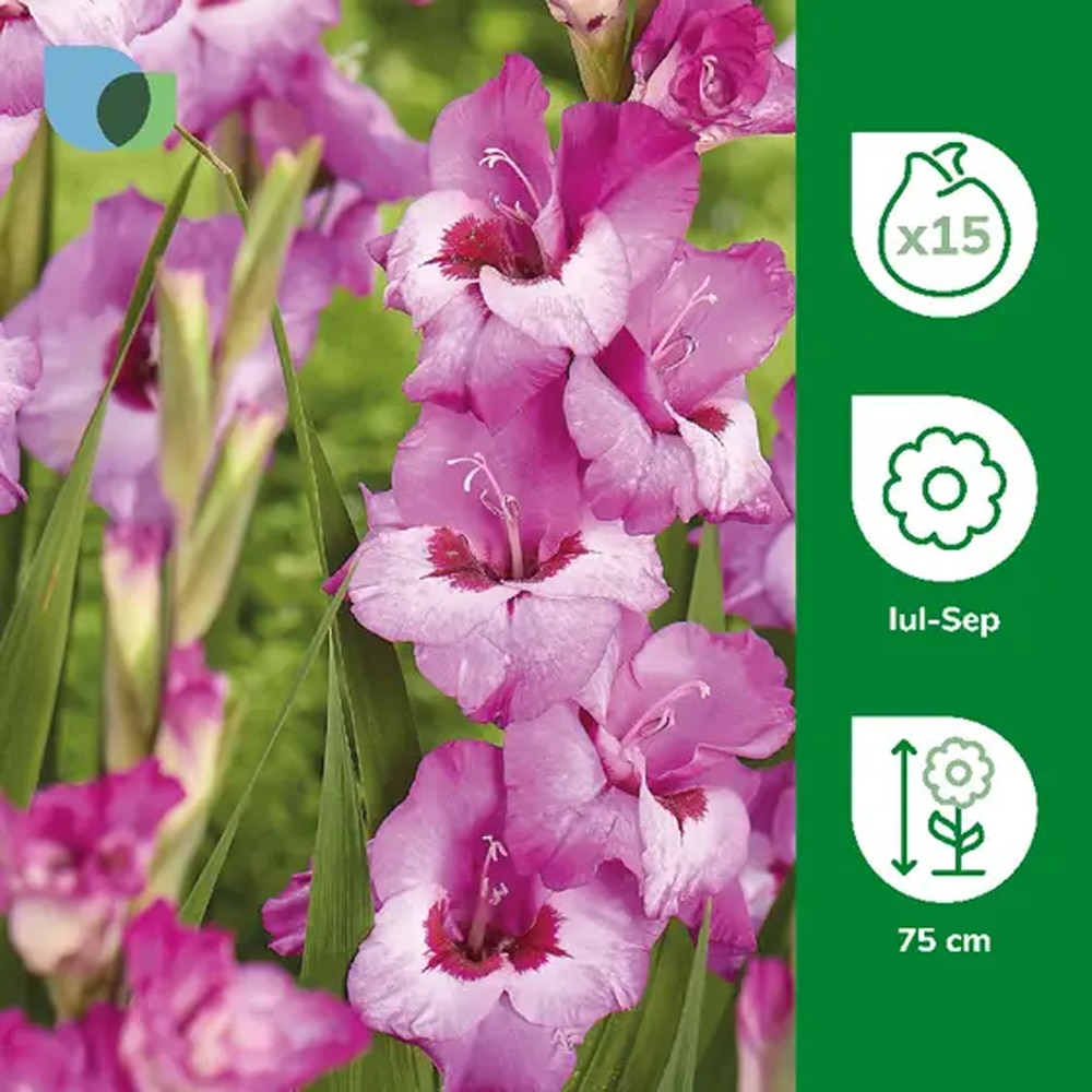 Bulb Gladiola Elvive, roz