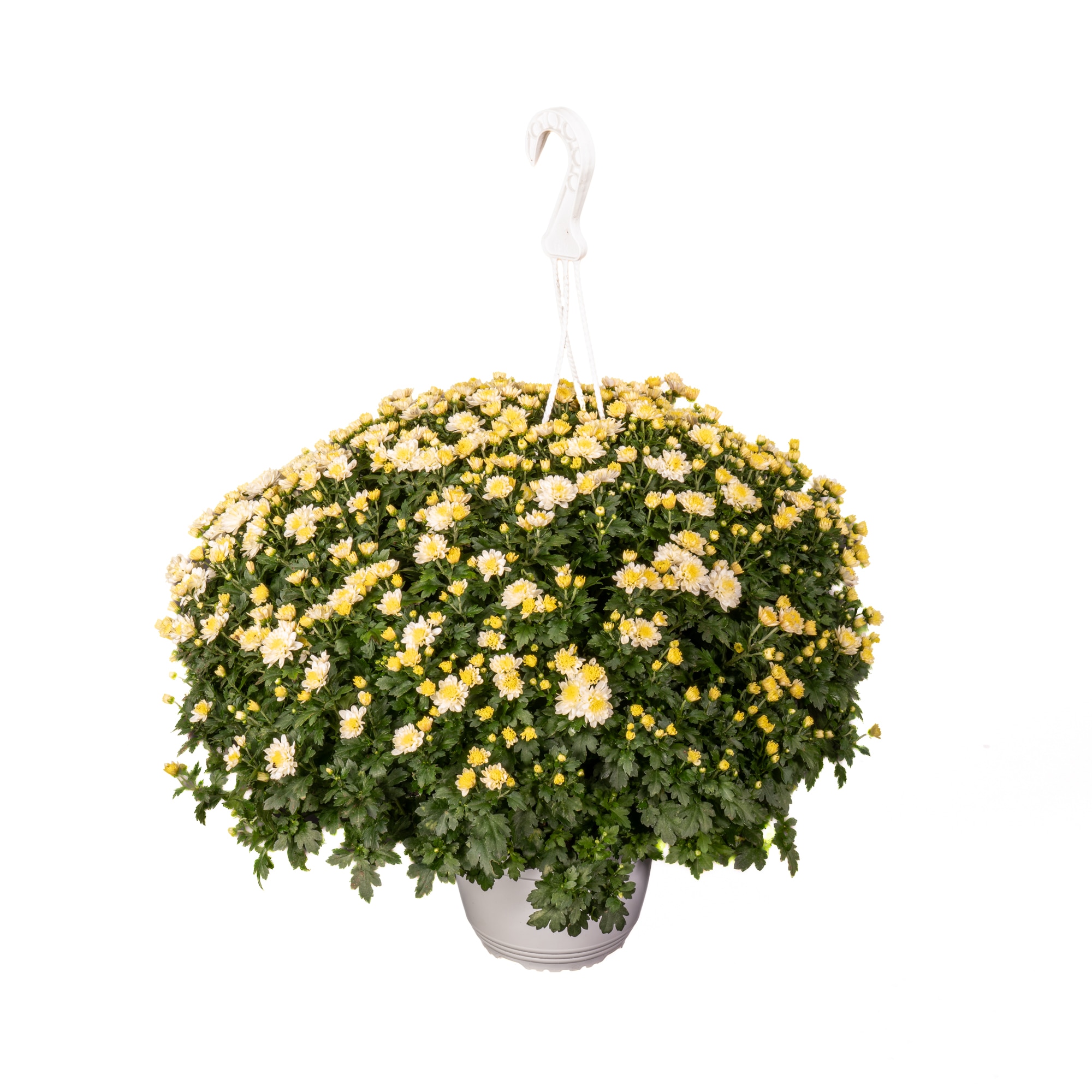 Crizantema Cu Agatator D19