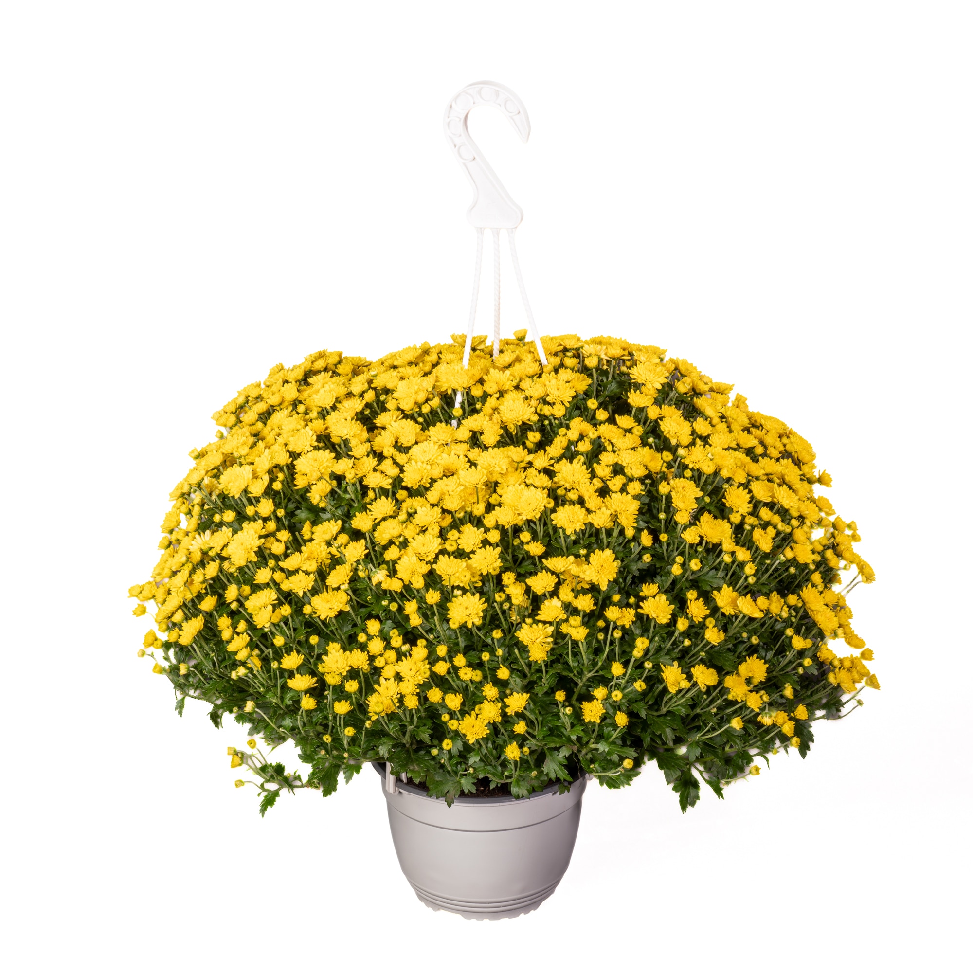 Crizantema Cu Agatator D19