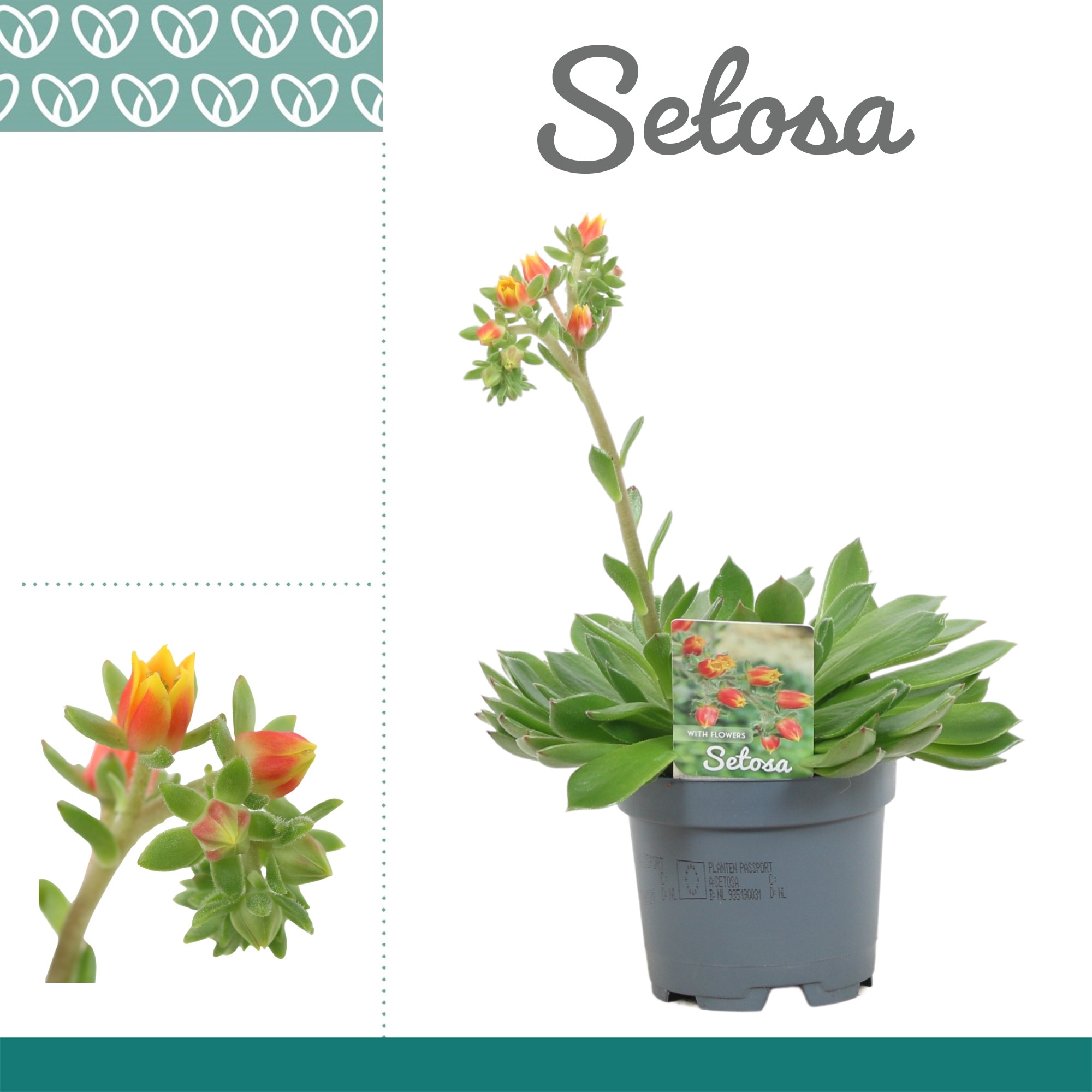 Planta Echeveria Setosa 10.5 Cm