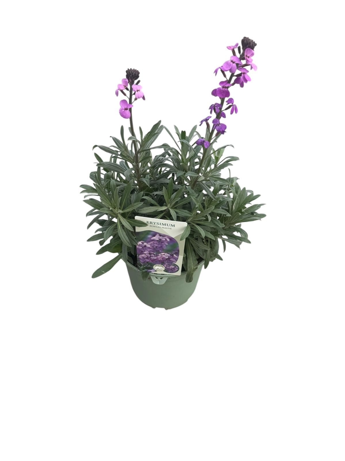 Erysimum Bowles Mauve D17 Cm