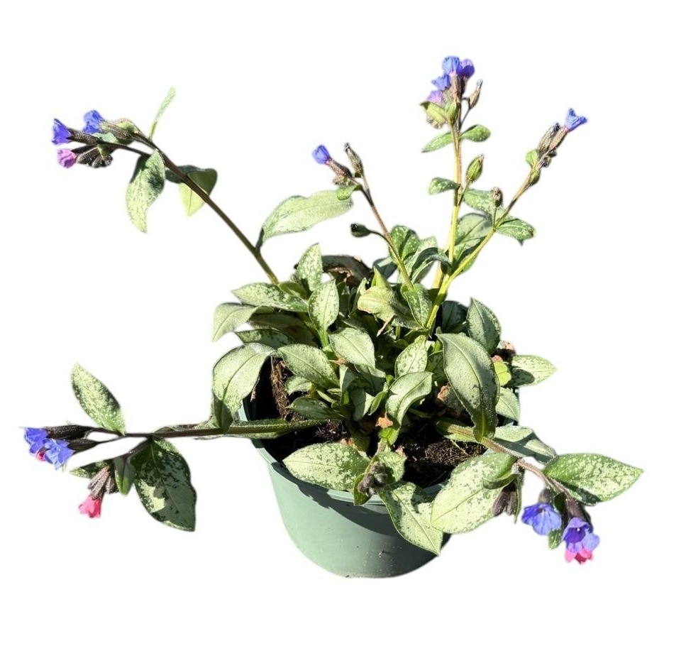 Pulmonaria Blue Ensign D17 Cm