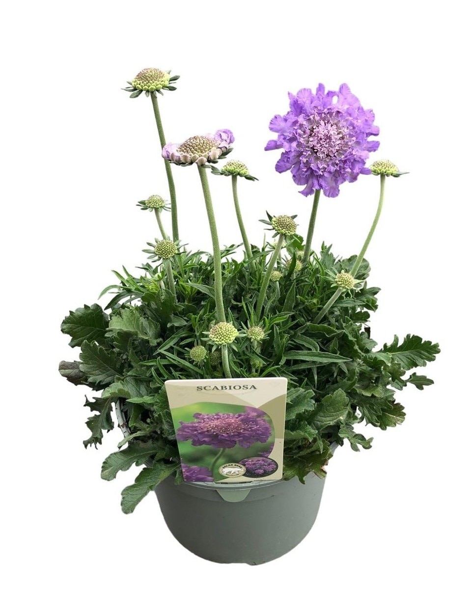 Scabiosa Mariposa Albastra D17 Cm