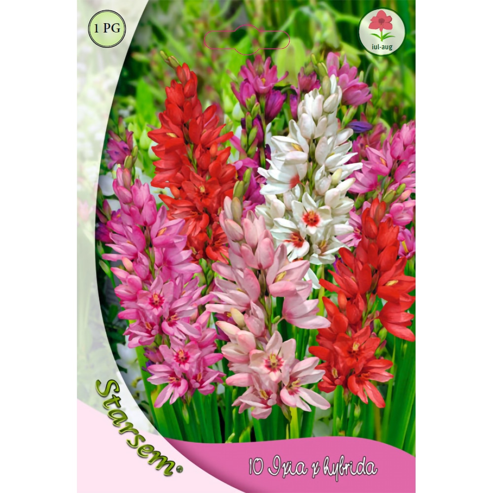 Bulbi Ixia STARSEM, multicolor