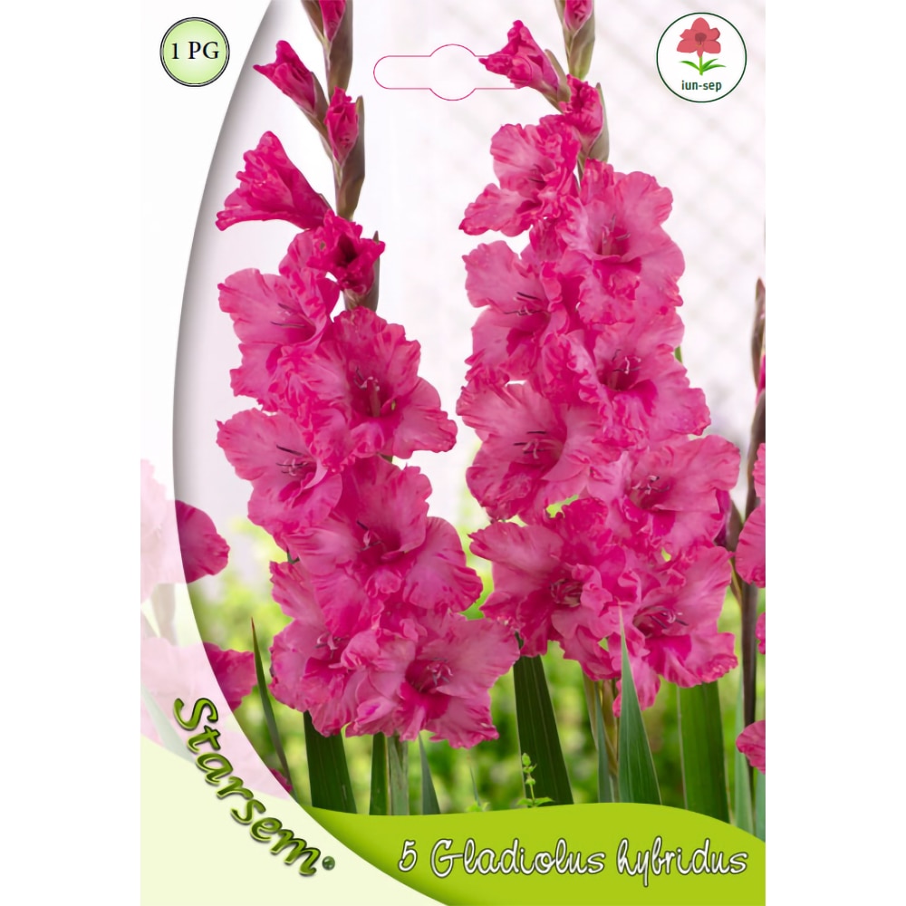 Bulbi Gladiole Kingstone Ruffle STARSEM, roz