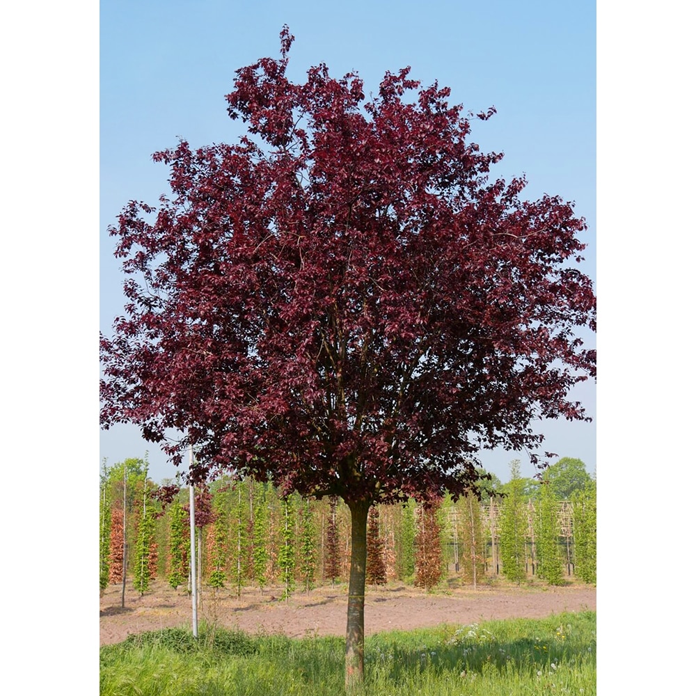 Arbore ornamental Prunus Pissardi Nigra, 170 cm