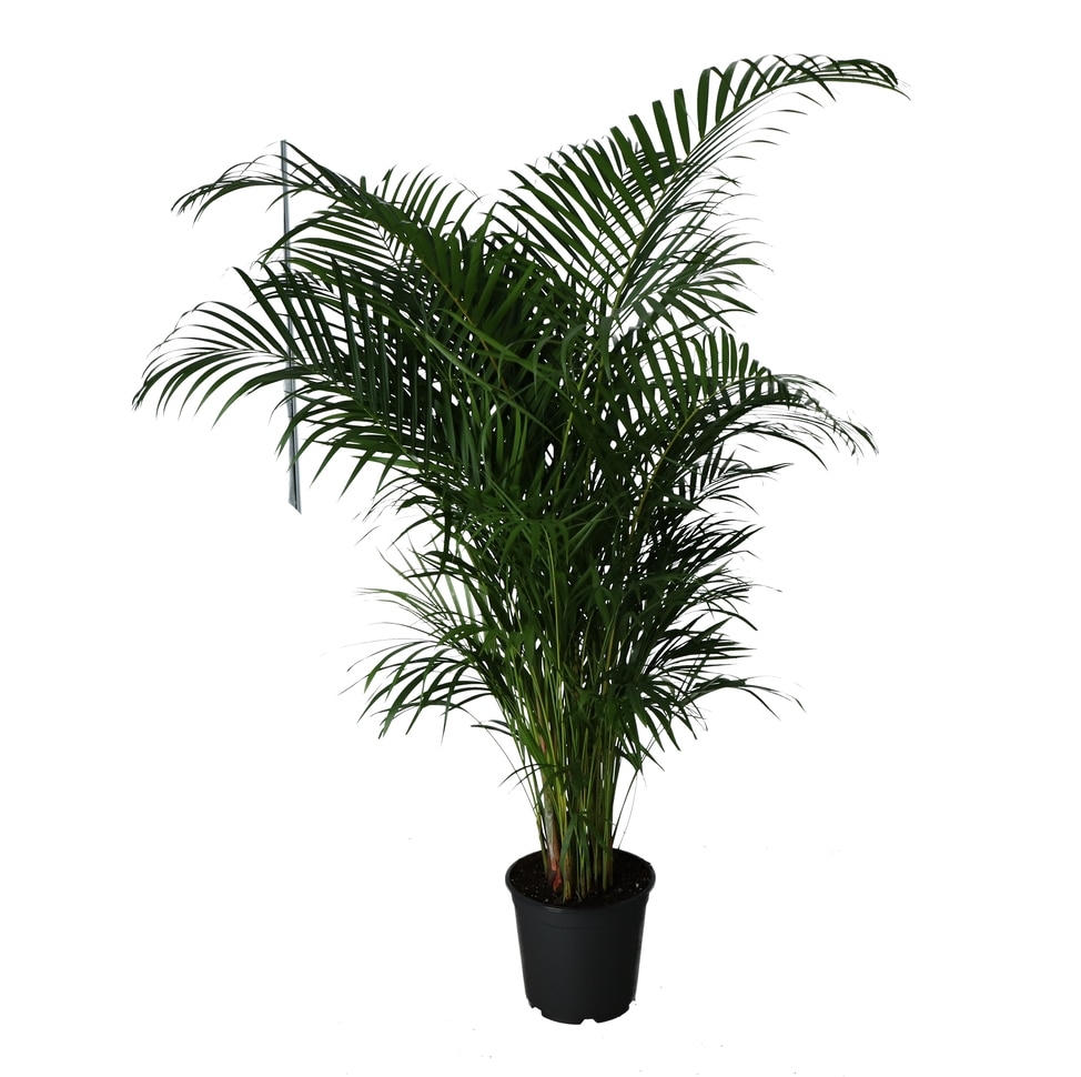 Butterfly Palm D24Cm H140Cm