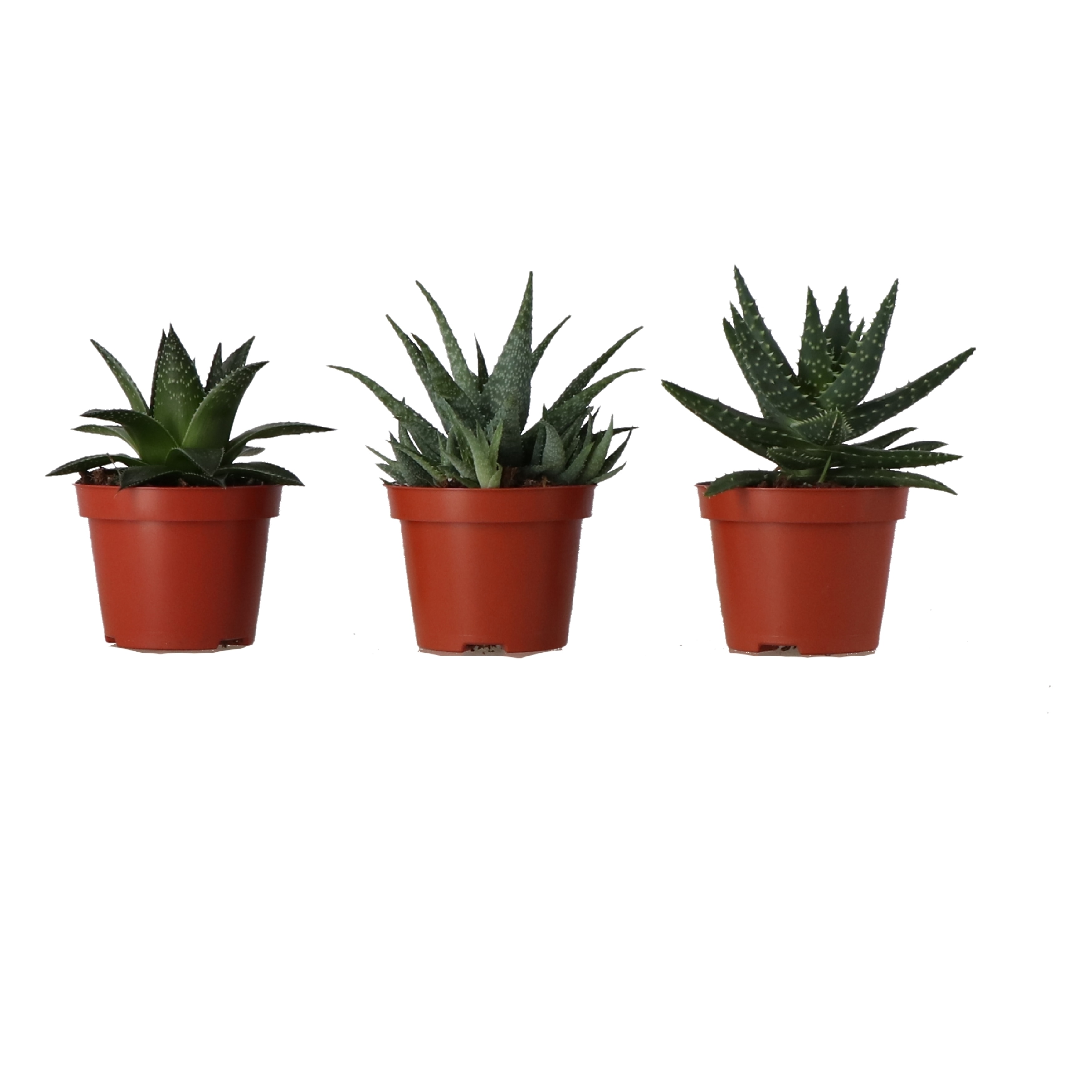 Planta de interior Aloe Safari, MIX D10.5 cm H20 cm