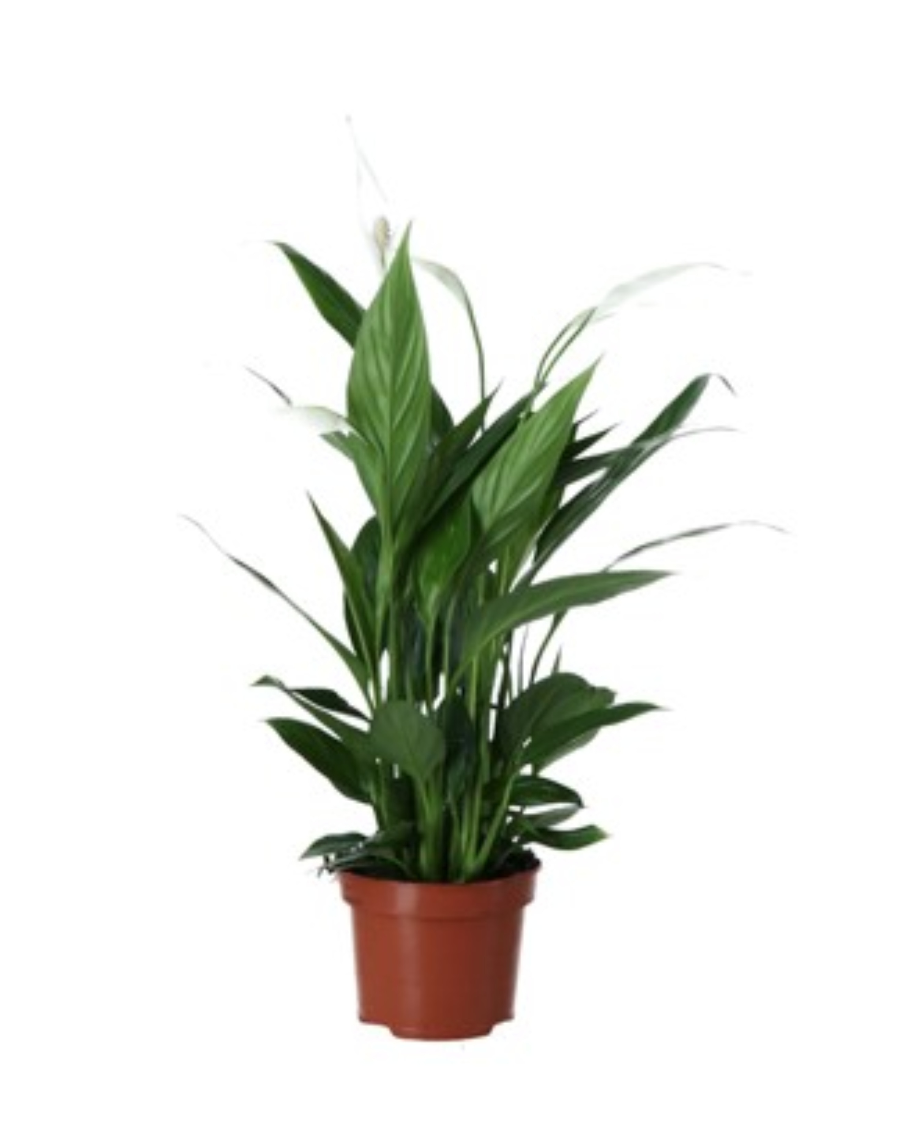 Planta de interior Crinul Pacii Verve, D17 cm, H70 cm