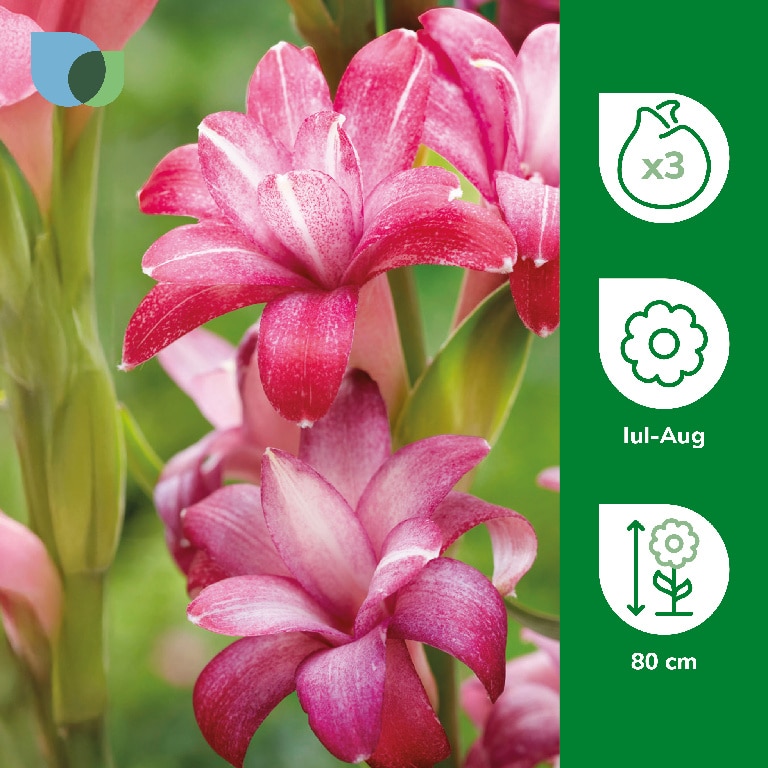 Bulb Tuberoza Cherry