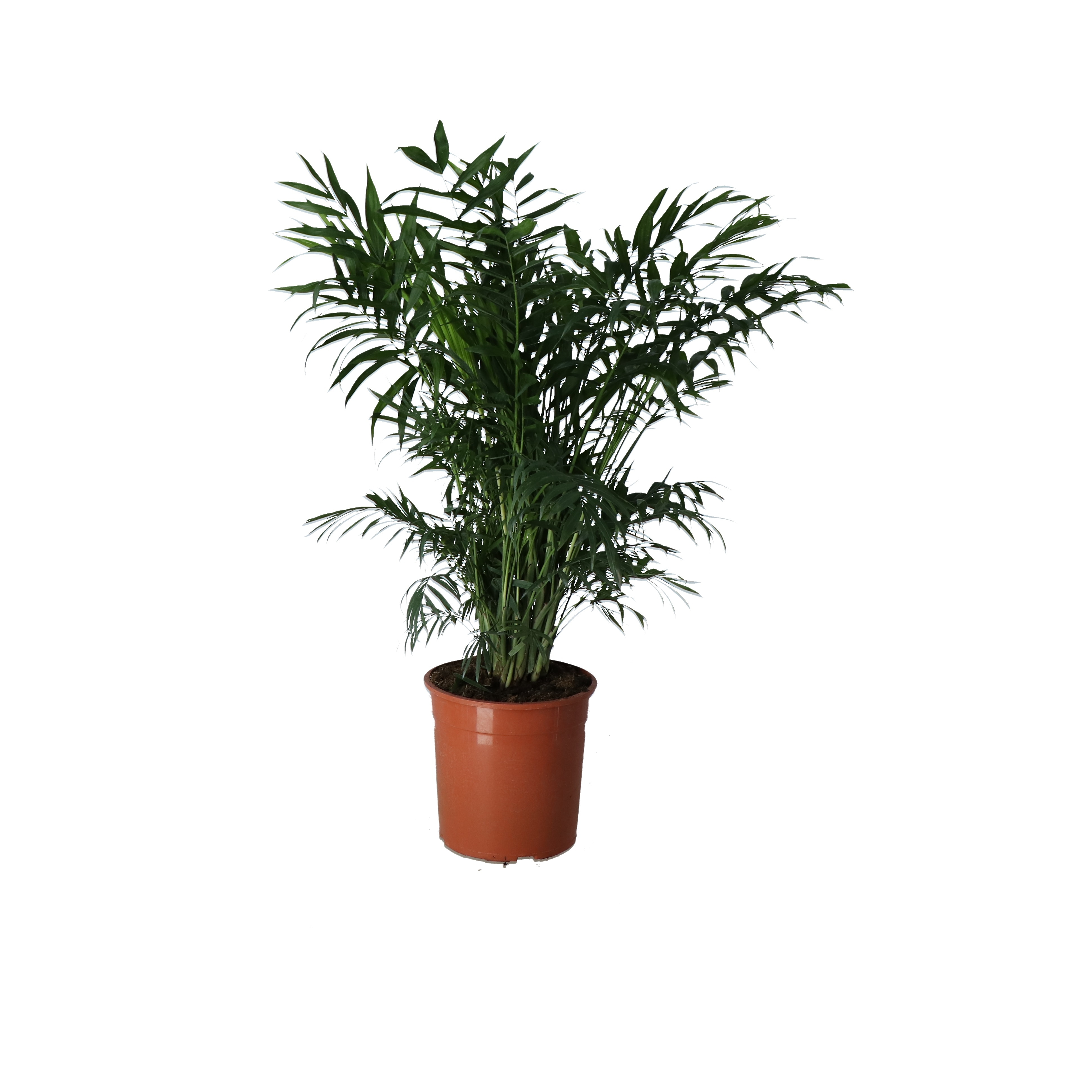 Planta de interior Chamaedorea D12 cm H30 cm