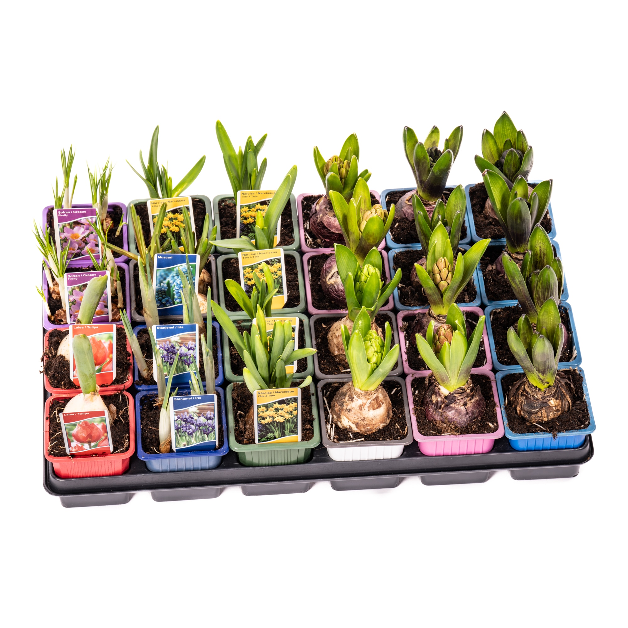 Bulb Mix Fara Celofan D7 Cm