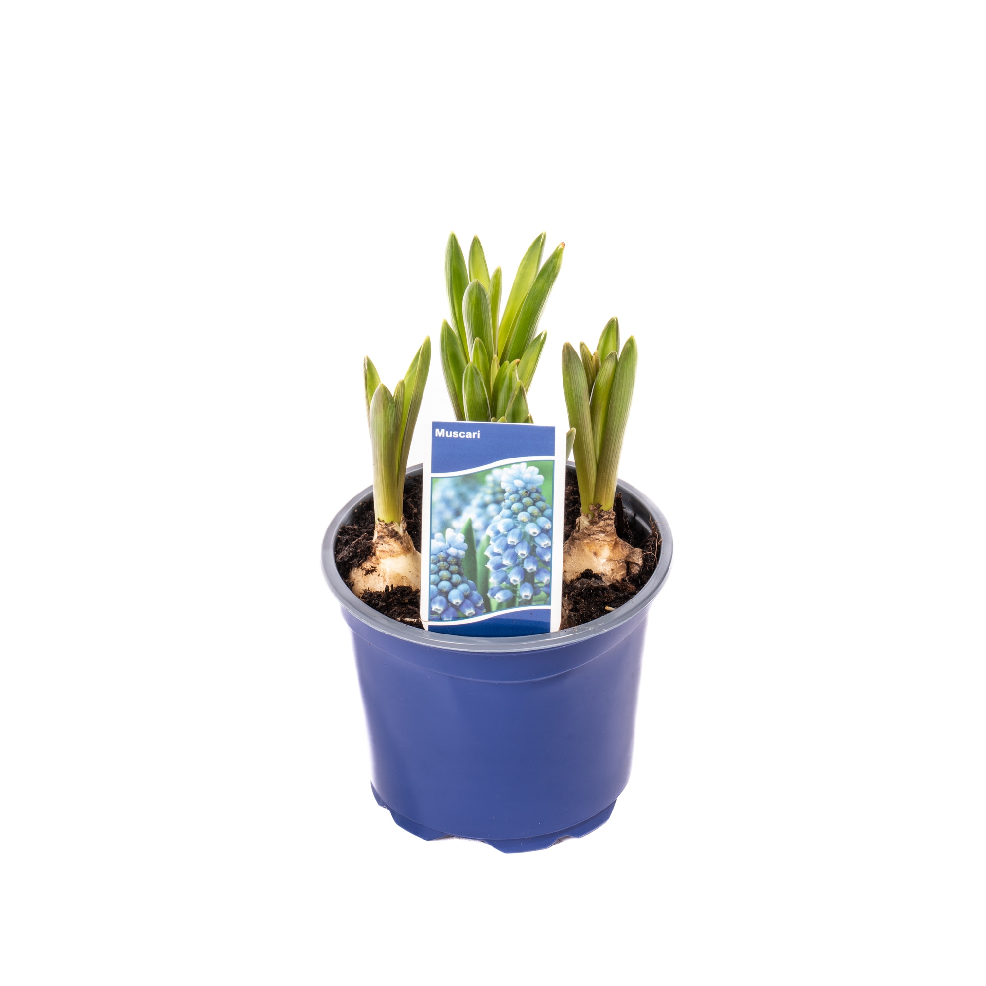 Muscari D9Cm