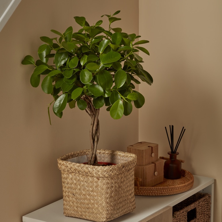 Planta Ficus Moclame VERVE, ghiveci inclus, D17, verde