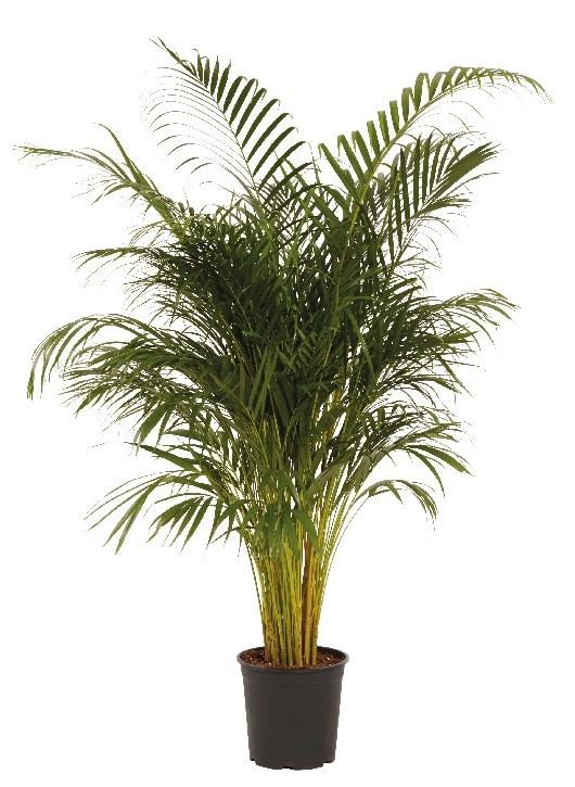 Planta de interior Areca Palm Butterfly, D27 cm, H150 cm