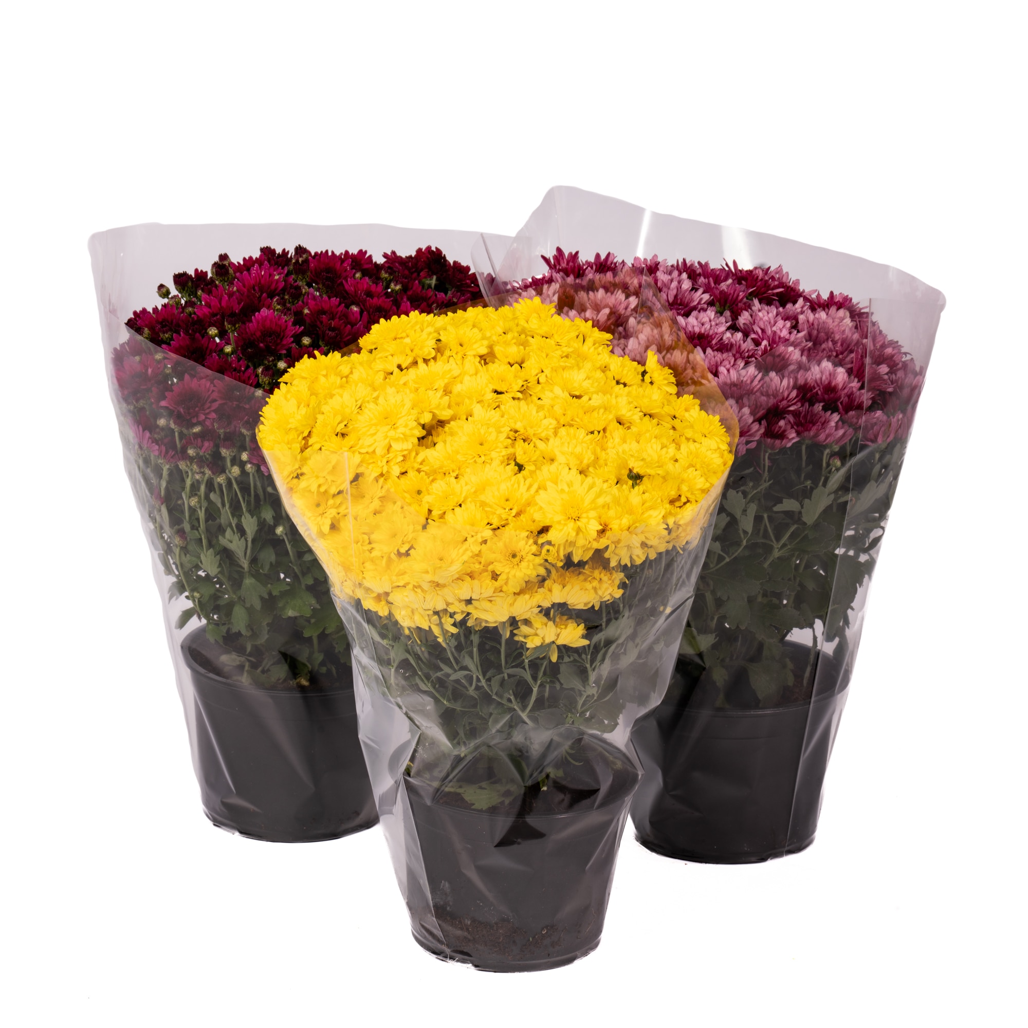 Planta de exterior Crizantema Dalia Prod, D17