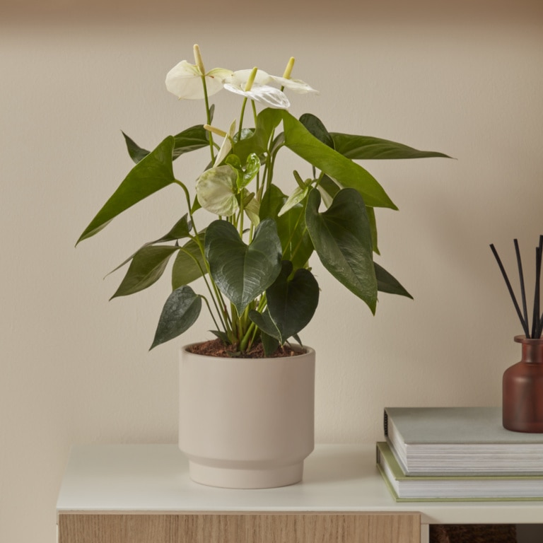 Mix Anthurium D14Cm H40Cm