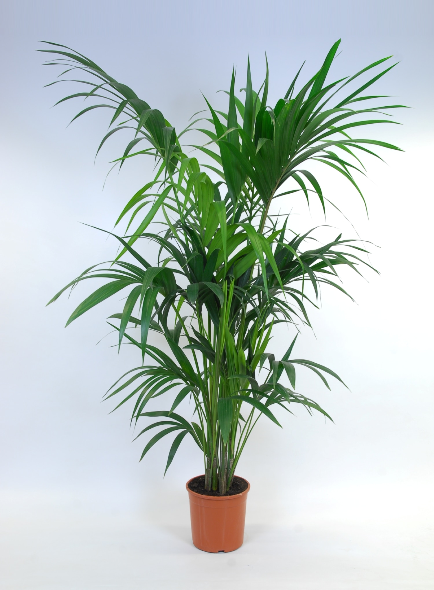 Planta de interior Kentia Palm, D24 cm, H140 cm