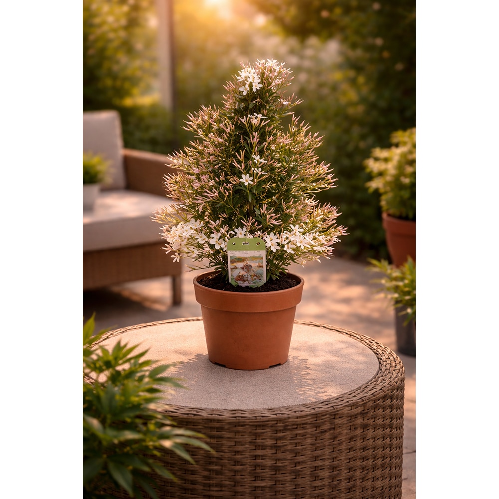 Iasomie Polyanthum, H 40 cm