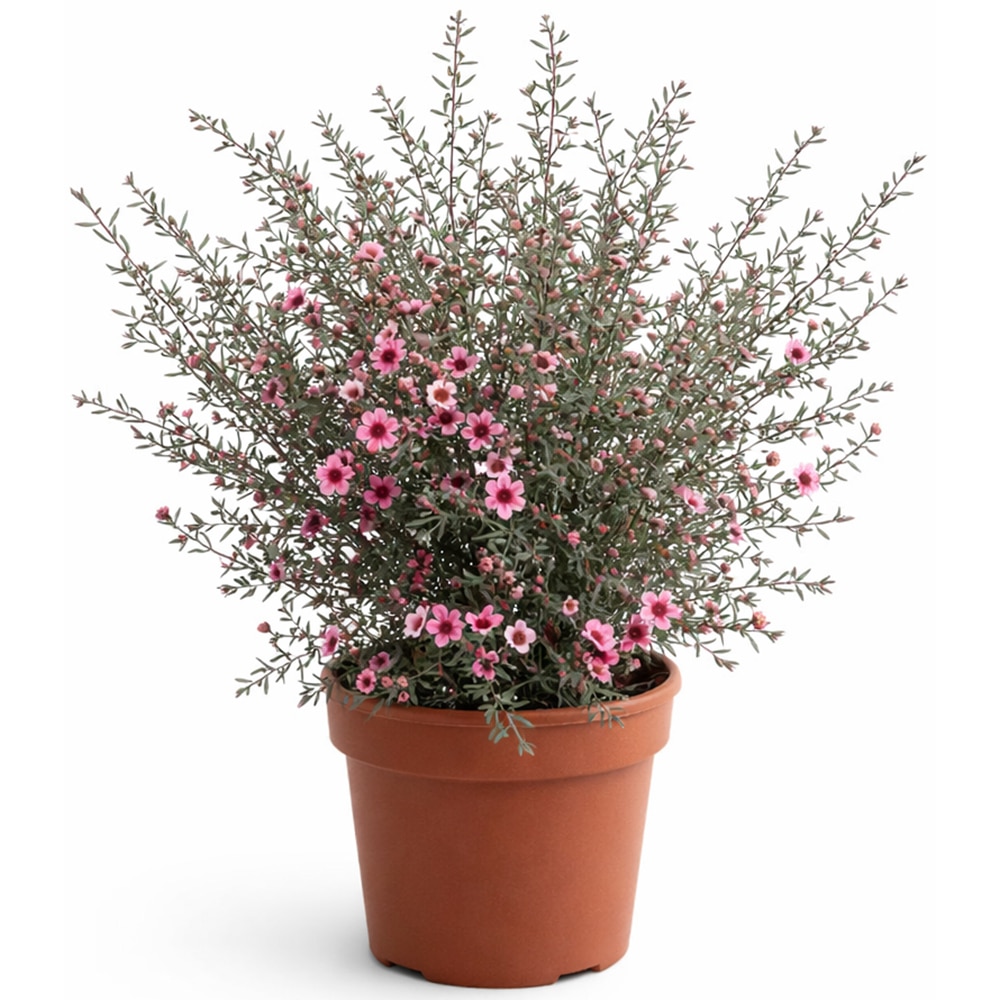 Manuka Lepto Scoparium, H 40 cm