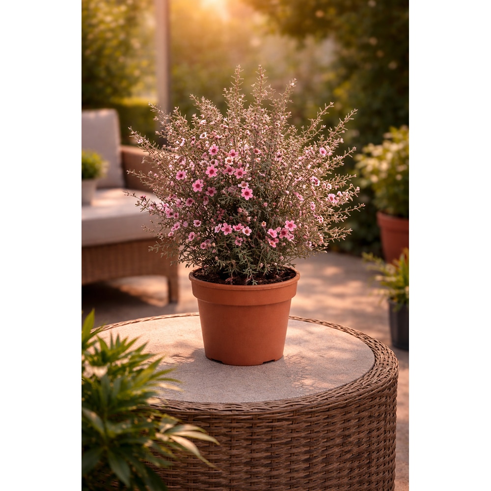 Manuka Lepto Scoparium, H 40 cm