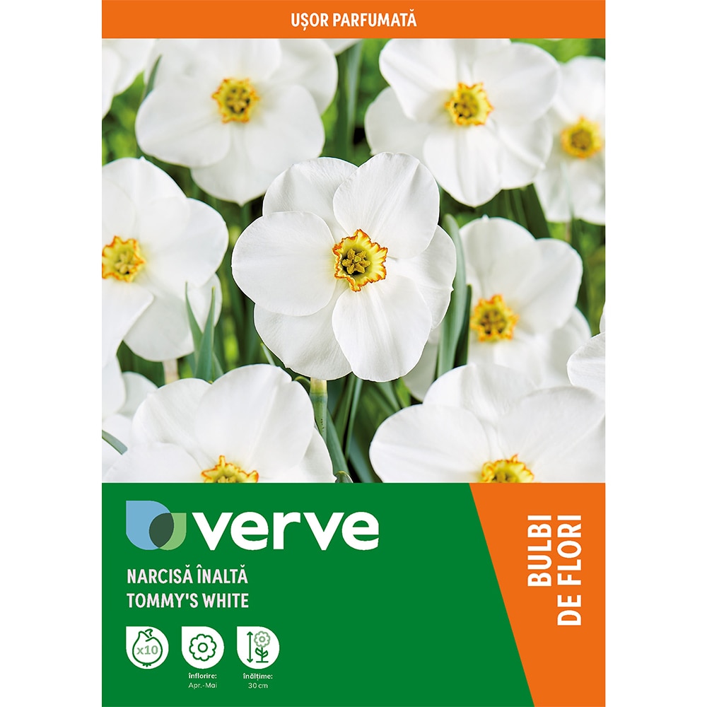 Bulb VERVE Narcisa Tommy.S White, alb