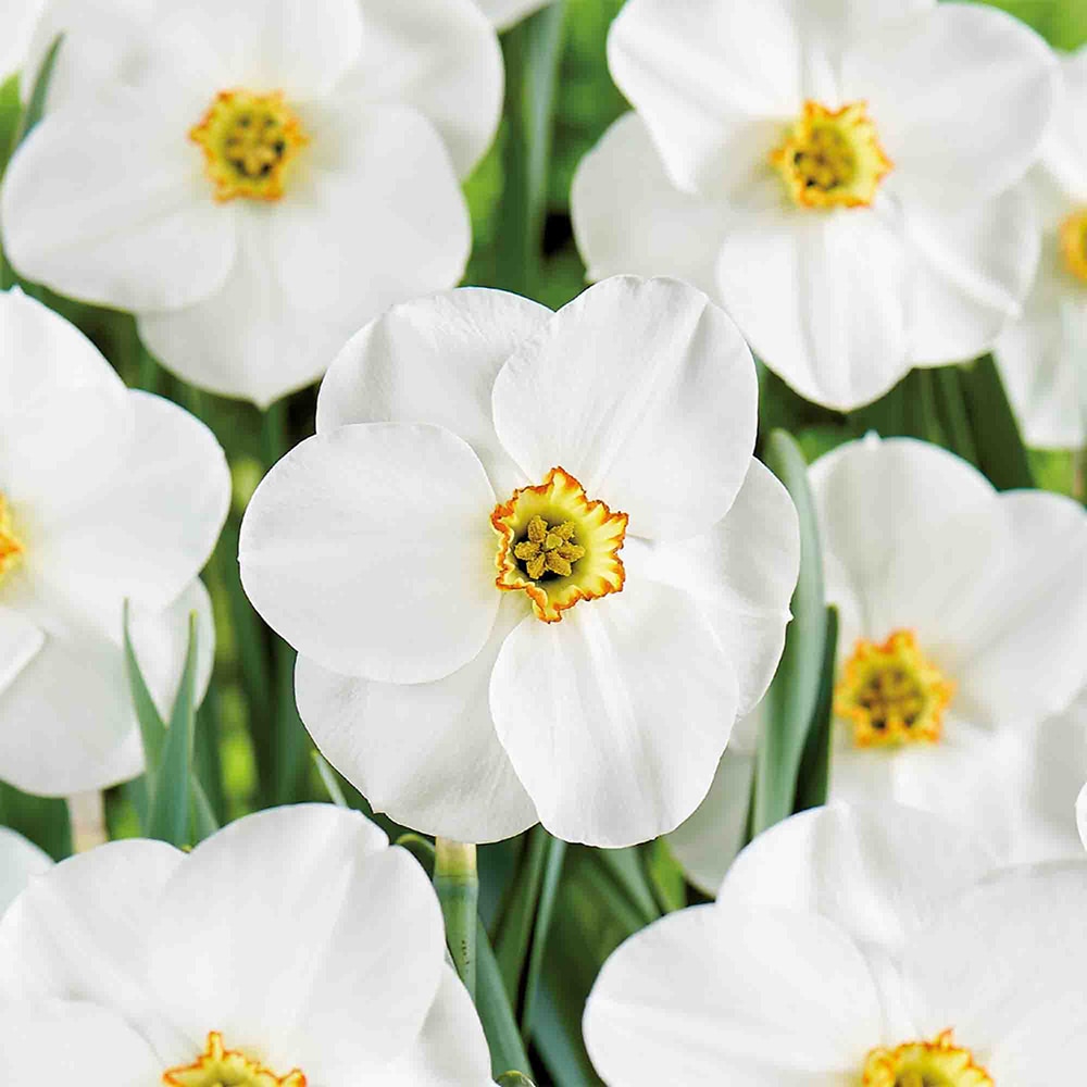 Bulb VERVE Narcisa Tommy.S White, alb