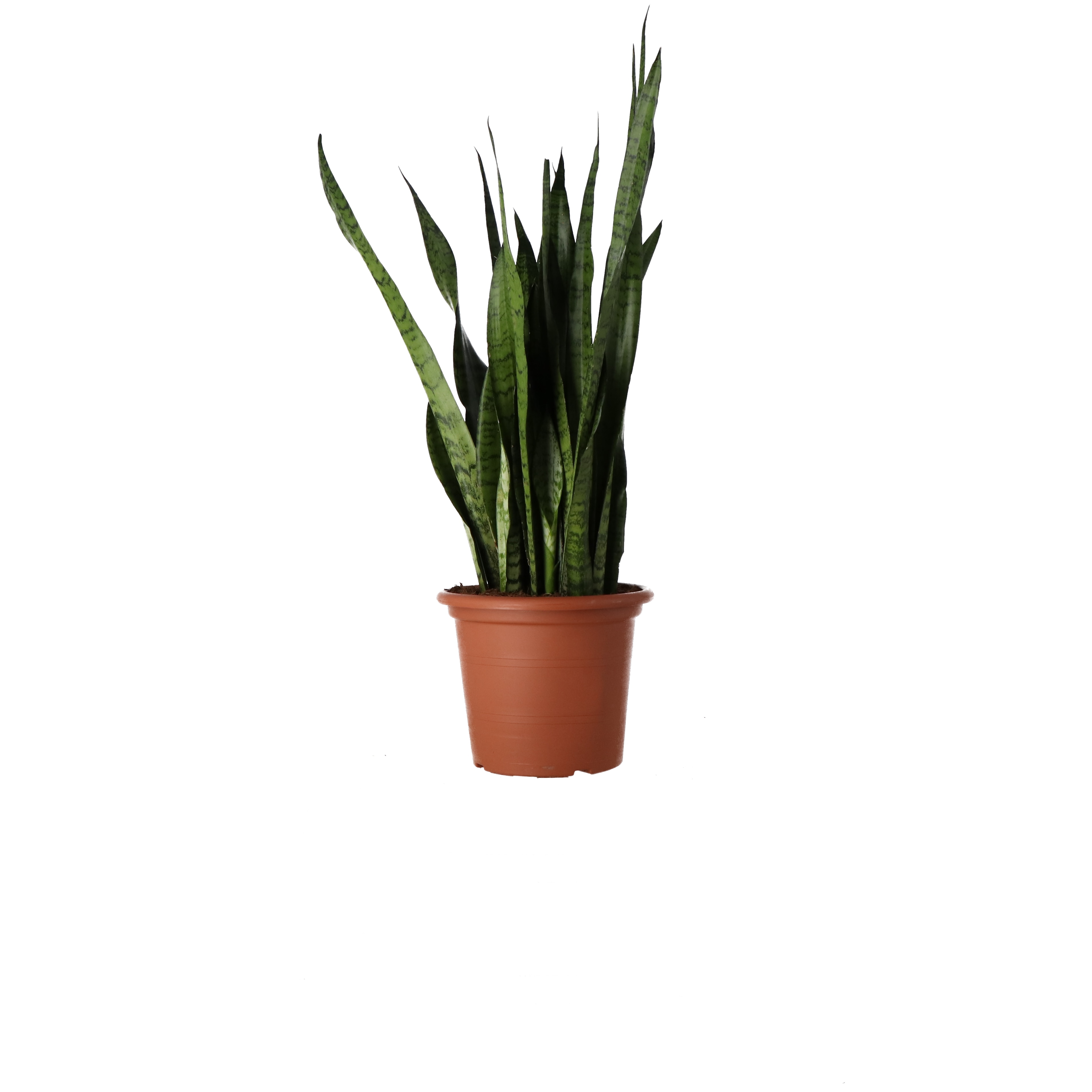 Sansevieria Zeylanica Mix 14Mh25Cm