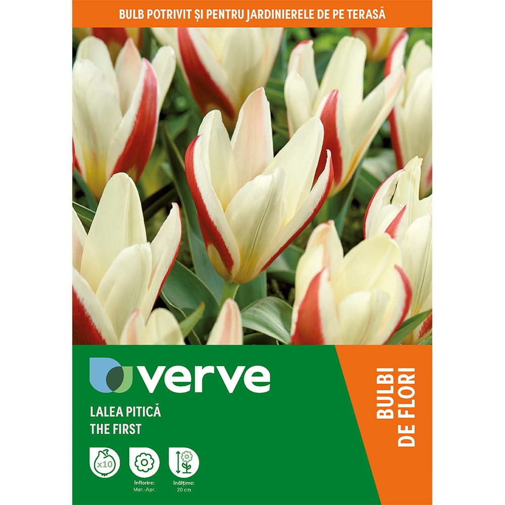 Bulb VERVE Lalea The First, alb