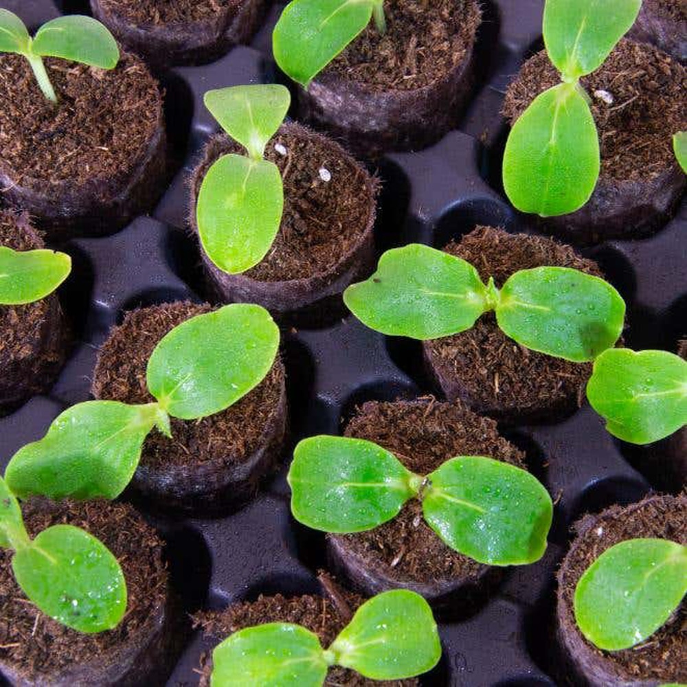 Alveole cilindri turba, diametru 30 mm, 104 bucati