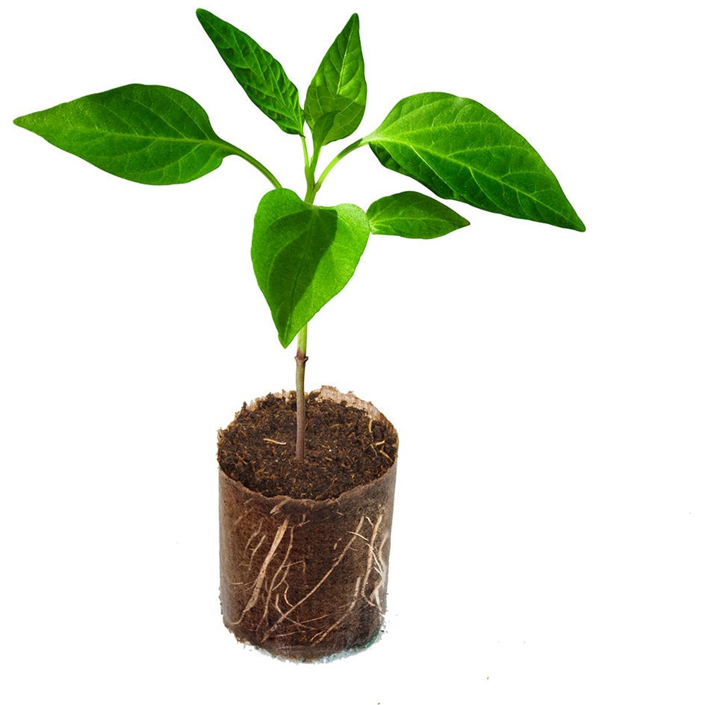 Alveole cilindri de turba pentru rasaduri Yurta, 40 bucati