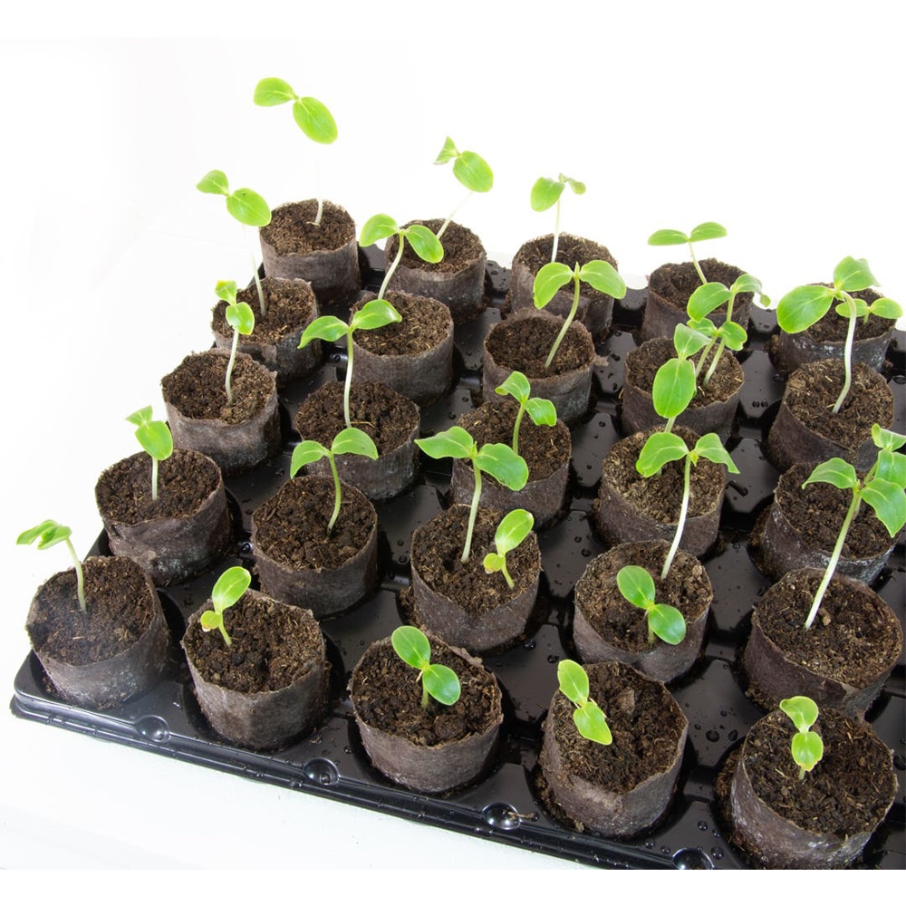 Alveole cilindri de turba pentru rasaduri Yurta, 40 bucati