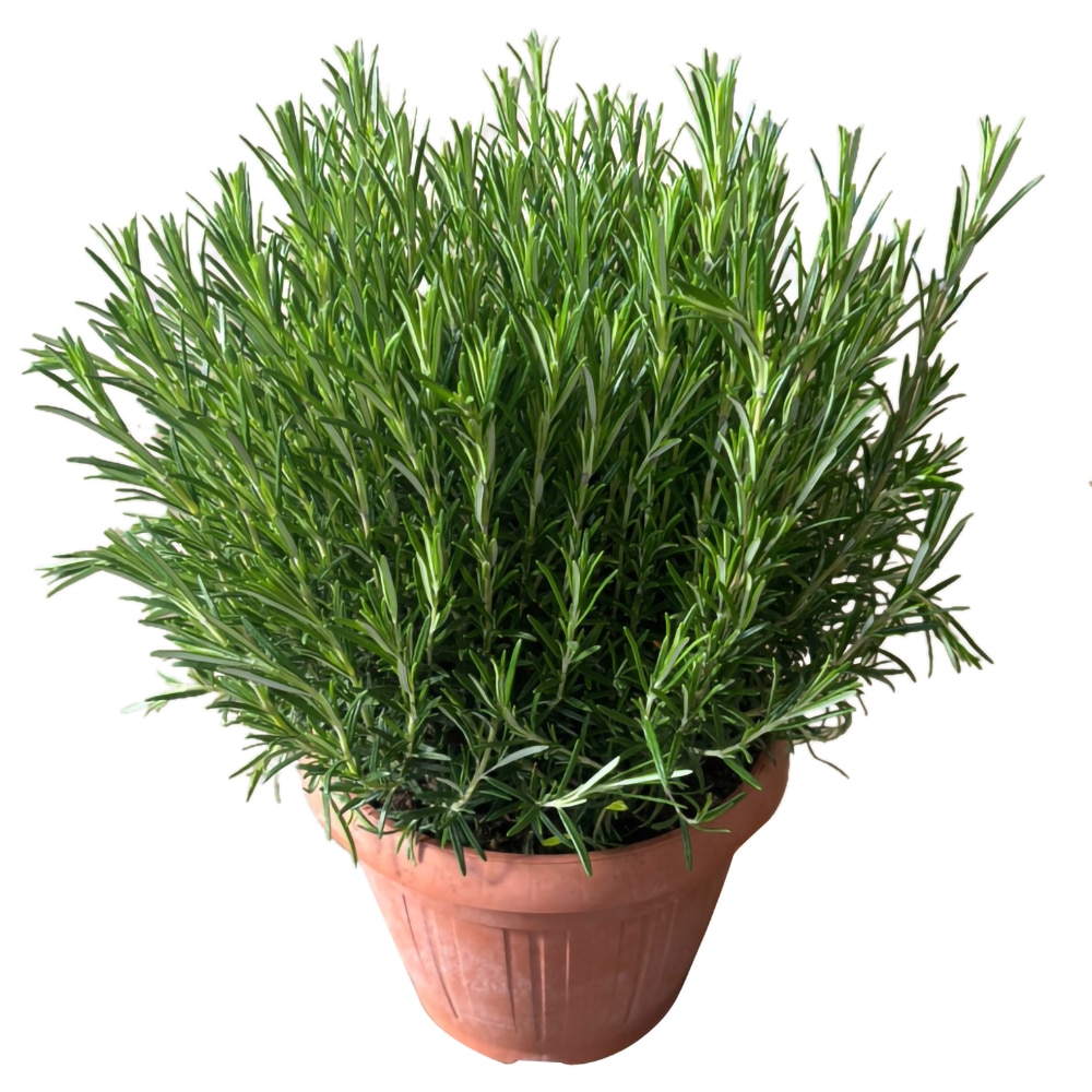 Rozmarin, D 25 cm, H 45 cm