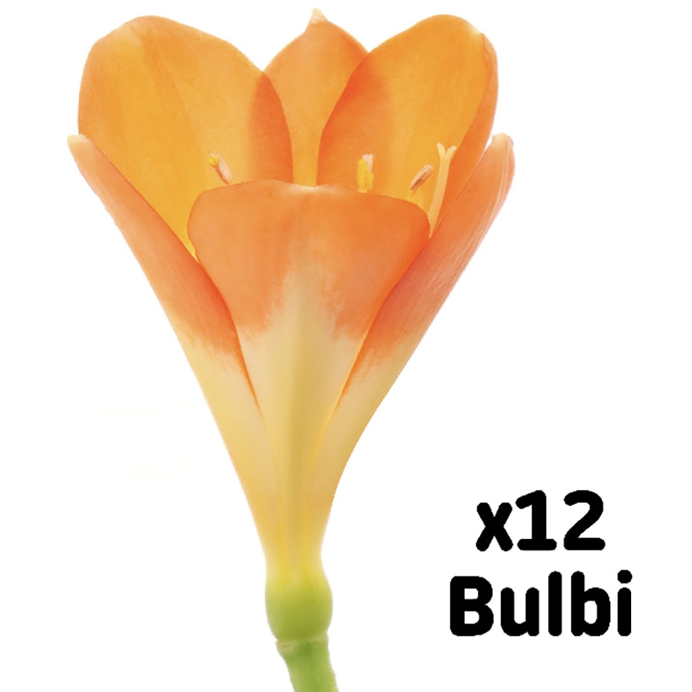 Bulb VERVE Brandusa Dorothy, galben