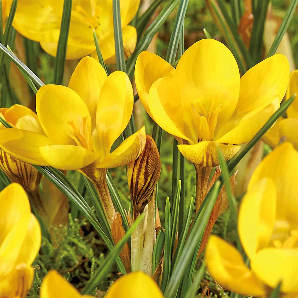 Bulb VERVE Brandusa Dorothy, galben